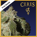 White Panther (Regular Seeds) - Free Seeds - Ceres Seeds