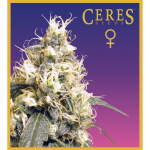 Ceres Skunk (Feminized Seeds)