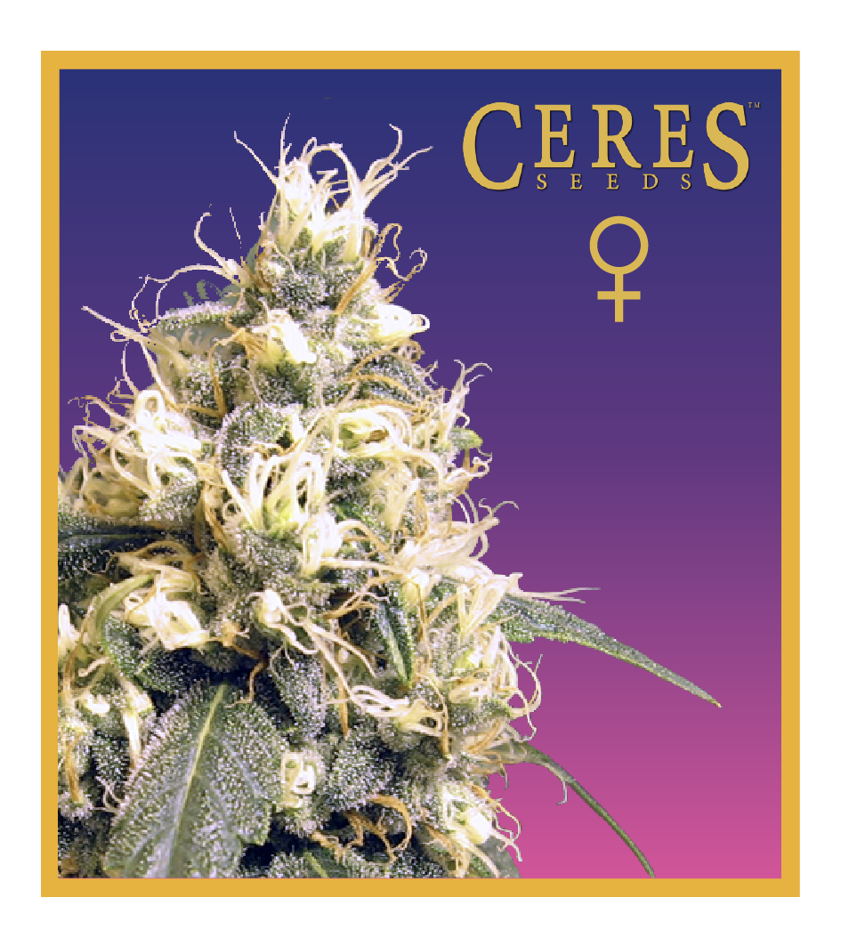 Ceres Kush (Feminized Seeds)