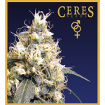Ceres Skunk (Regular Seeds) - Ceres Seeds