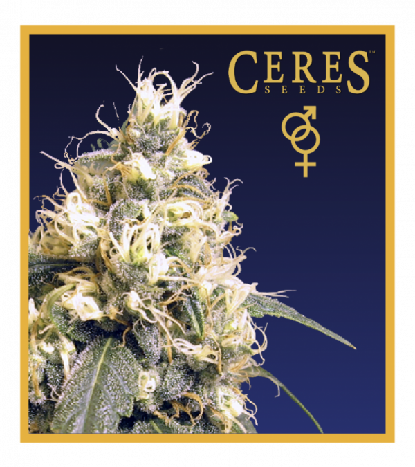 Ceres Skunk (Regular Seeds) - Ceres Seeds