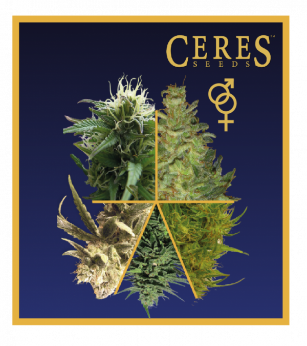 Buy Ceres Mix (Regular Seeds)