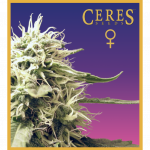 Ceres Kush (Feminized Seeds)