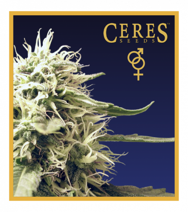 Buy Ceres Kush (Regular Seeds)