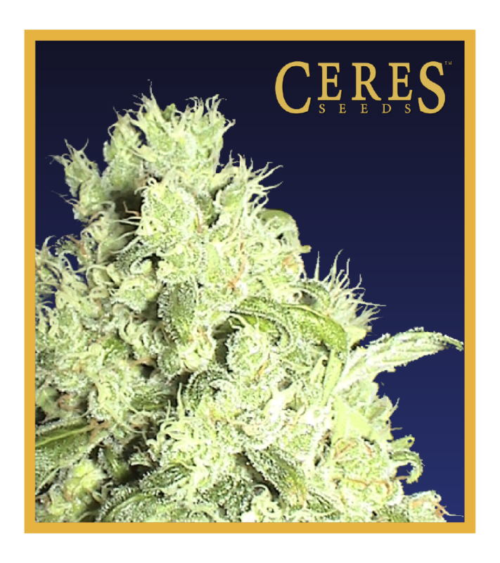 White Indica (Regular Seeds) - Ceres Seeds