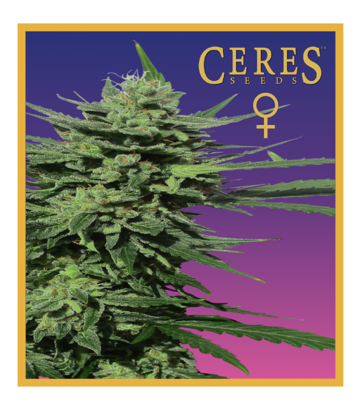 Lemonesia (Feminized Seeds) - Ceres Seeds