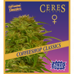 Super Automatic Kush (Autoflowering Seeds) - Ceres Seeds