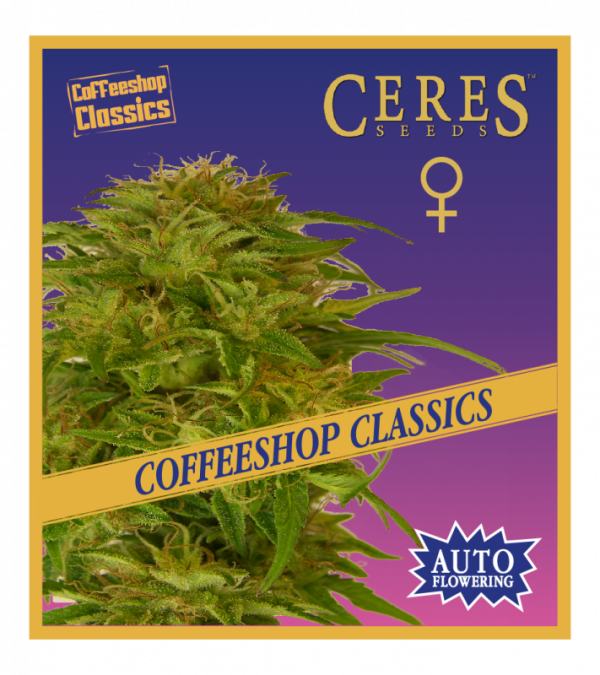 Super Automatic Kush (Autoflowering Seeds) - Ceres Seeds