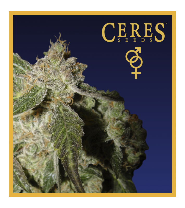 White Panther (Regular Seeds) - Ceres Seeds