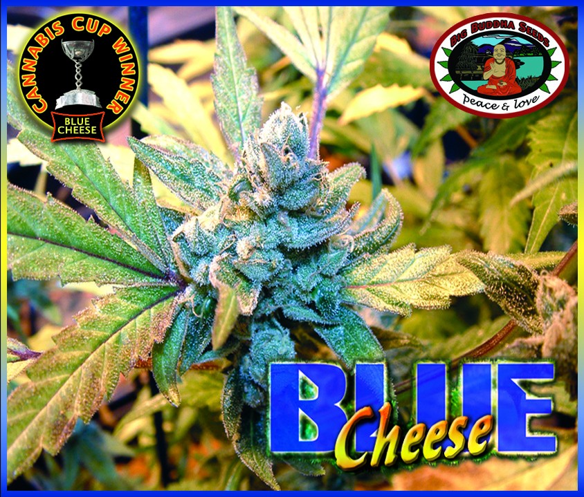 Blue Cheese (Feminized Seeds)