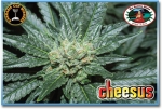 Cheesus (Feminized Seeds)
