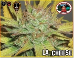 L.A. Cheese (Feminized Seeds)