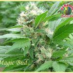 Magic Bud (Feminized Seeds)