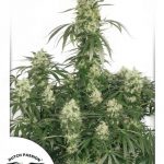 The Ultimate (Feminized Seeds)