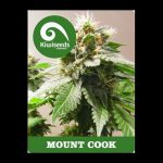 Mt Cook (Feminized Seeds)