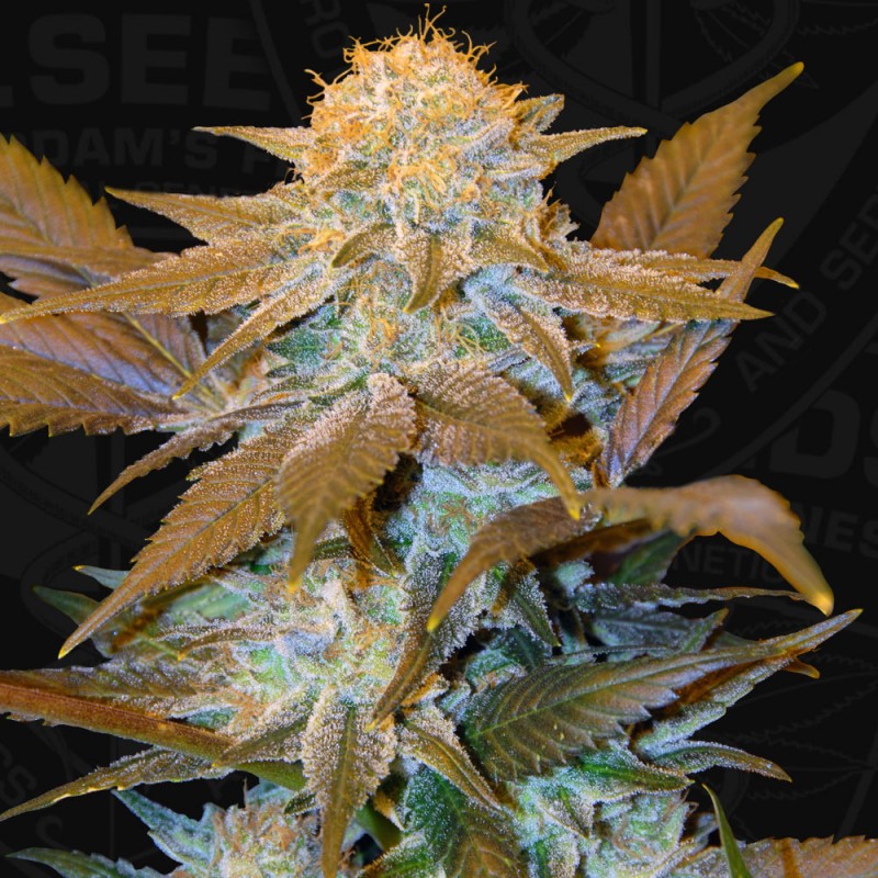 huge yield. The Tennessee HOG (via San Diego) High Times Indica Cannabis Cup winner meets the Basque Country's Critical Mass (numerous Spanish Cannabis Competitions)