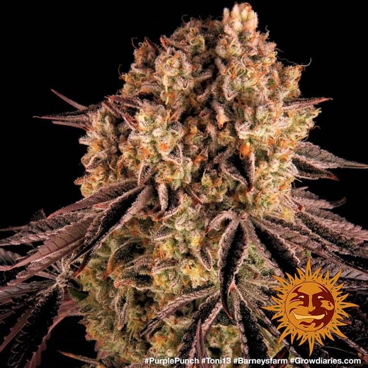 Buy Purple Punch Strain Seeds Online - Weed Seeds USA