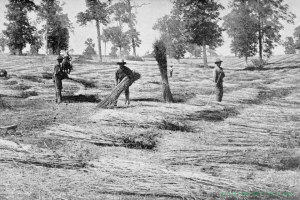 1850: The United States Census counts 8327 hemp plantations