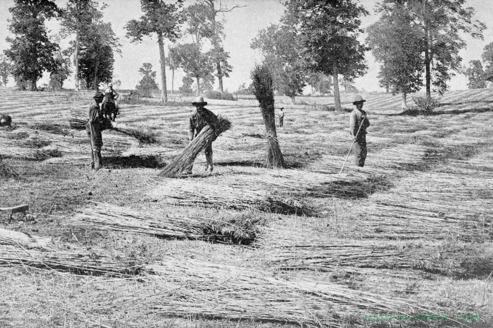1850: The United States Census counts 8327 hemp plantations