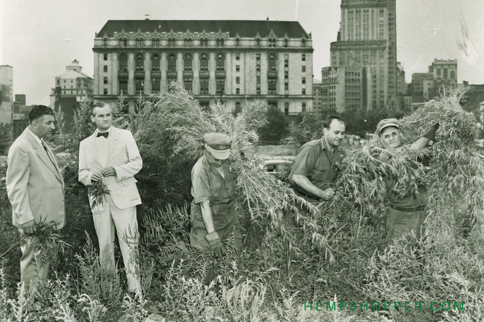 1951: New York wipes out wild cannabis plants
