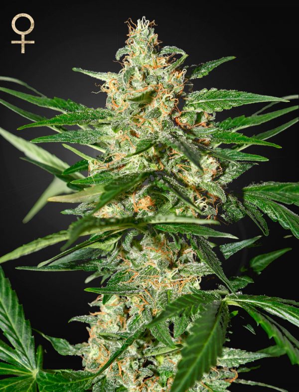 Best cannabis strain