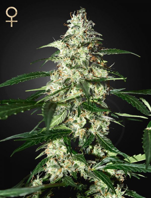 Best cannabis strain