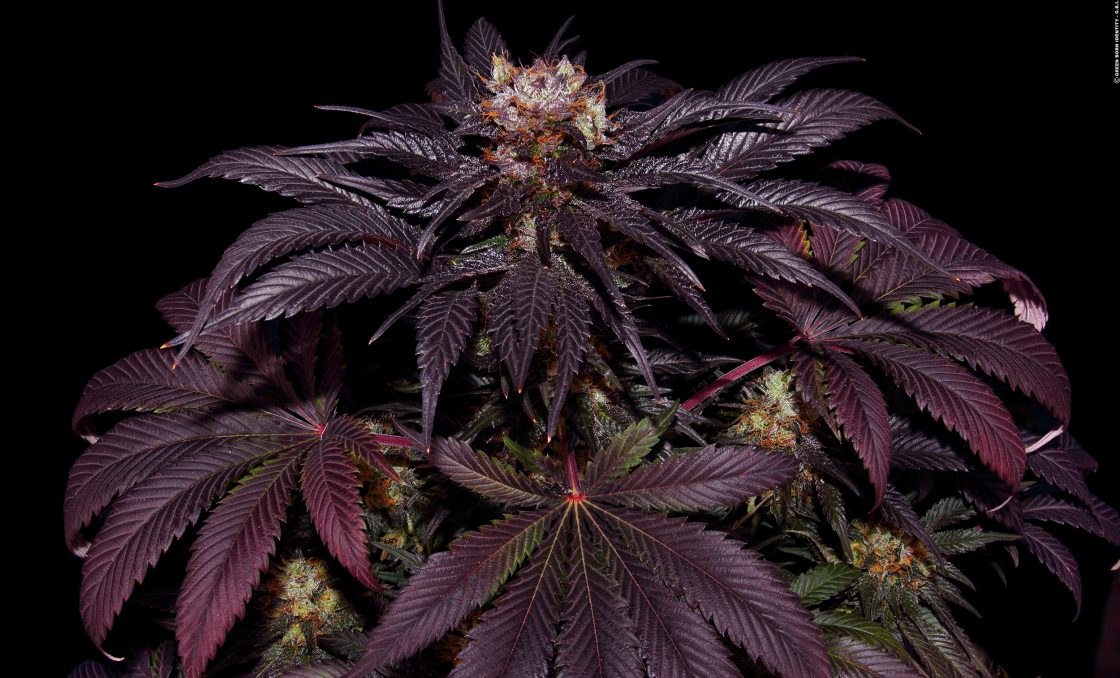 Purple Cannabis Plants