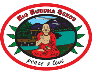 Big Buddha Seeds