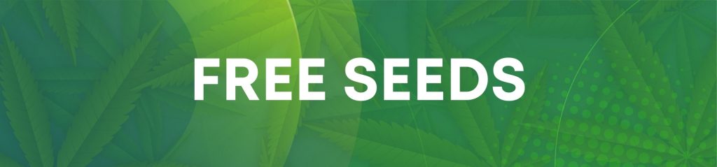 Free Cannabis Seeds - Hempshopper Amsterdam