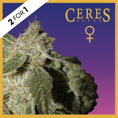 White Panther (Feminized Seeds) - Ceres Seeds - 2 x 1