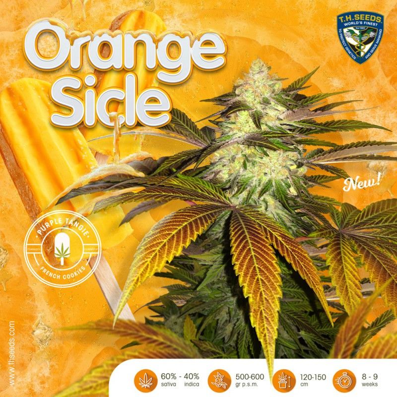 Orange Sicle Limited Edition (Feminized Seeds) T.H.Seeds