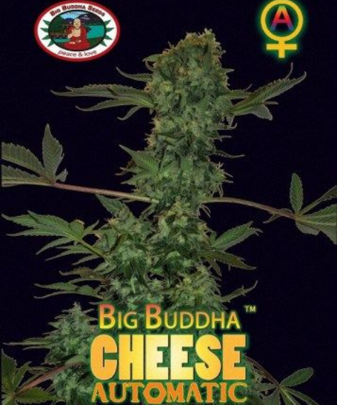 Big Buddha Cheese Automatic - Big Buddha Cheese - Hempshopper Amsterdam