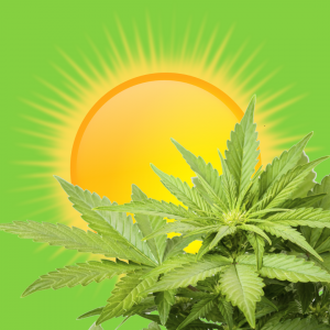 Cannabis Seeds Summertime