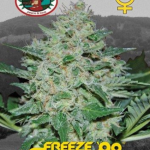 Freeze Cheese 89 - Big Buddha Seeds - Hempshopper Amsterdam