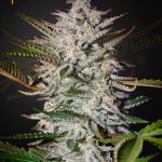 Holy Punch (Feminized Seeds) - Green House Seeds