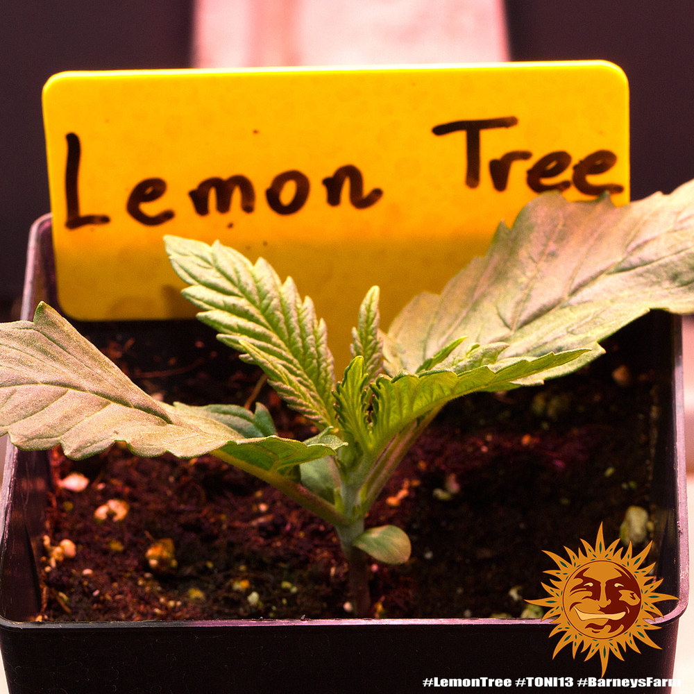 Lemon Tree (Feminized Seeds) - Barney's Farm