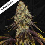French Cookies (Feminized Seeds) T.H.Seeds