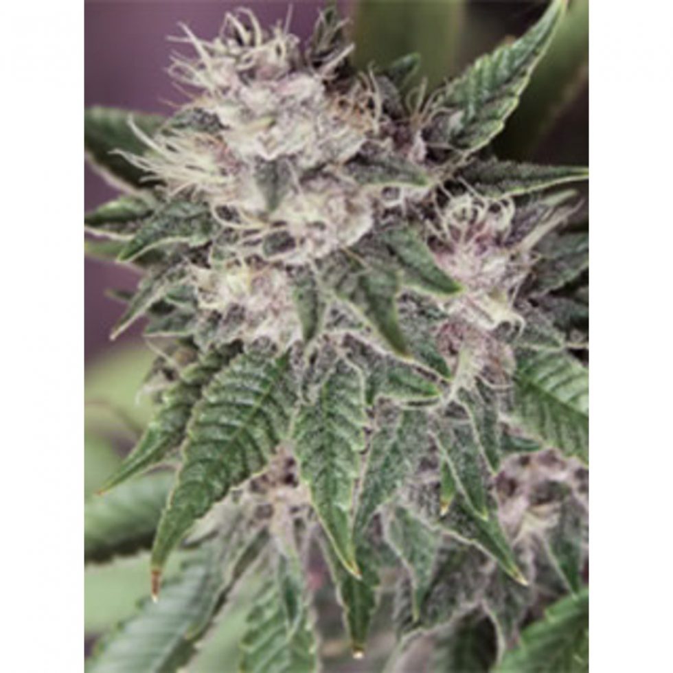 Purple Diesel (Feminized Seeds) - The Cali Connection