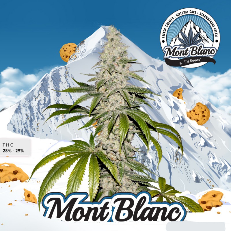 Mont Blanc Limited Edition (Feminized Seeds) T.H.Seeds