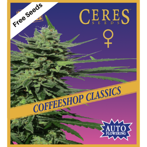 Auto Lemonesia (Autoflowering Seeds) - Free Seeds - Ceres Seeds