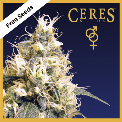 Ceres Kush (Regular Seeds) - Ceres Seeds