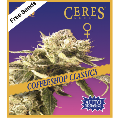 Easy Rider (Autoflowering Seeds) - Ceres Seeds