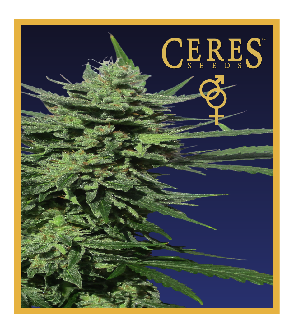 emonesia (Regular Seeds) - Ceres Seeds