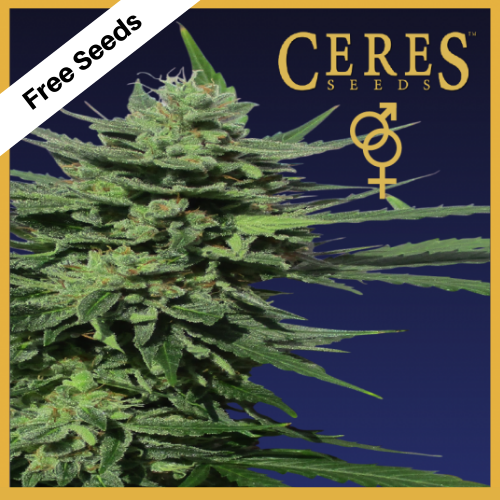 Lemonesia (Regular Seeds) - Ceres Seeds - Free Seeds