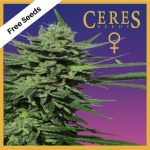 Lemonesia (Feminized Seeds) - Free Seeds - Ceres Seeds