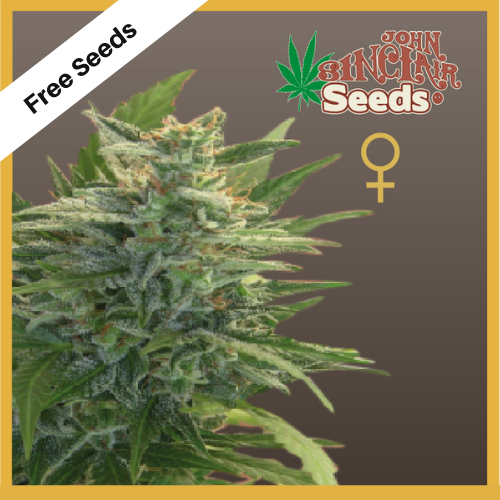 Trans Love Energies (feminized Seeds) - Free Seeds - John Sinclair Seeds