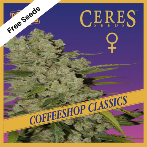 White Widow (Feminized Seeds) - Free Seeds - Coffeeshop Classics