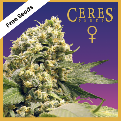 Northern Lights x Skunk # 1 (Feminized Seeds) - Free Seeds - Ceres Seeds