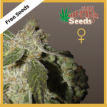 White Panther (Feminized Seeds) - Free Seeds - John Sinclair Seeds