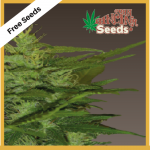 Zenta (Feminized Seeds) - Free Seeds - John Sinclair Seeds